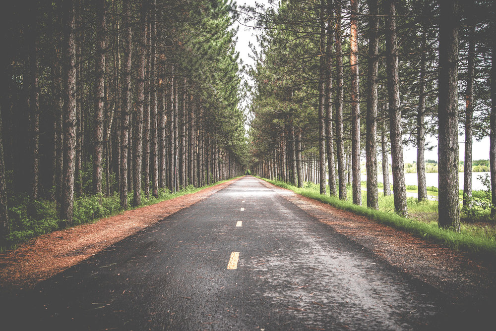 empty road leading through forest of trees on both sides